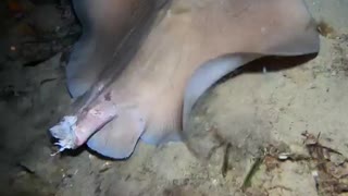 Stingray survive without tail