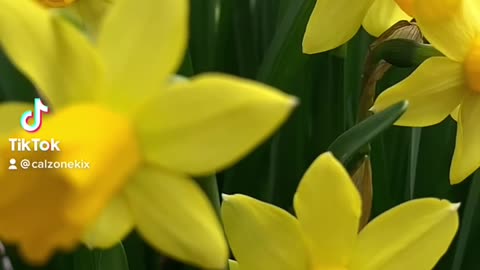 Slomo daffodils