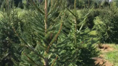 Inside rows of green giants getting mowed around