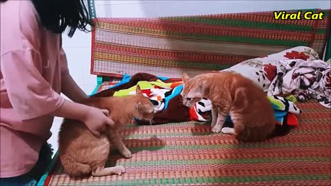 Brother Cats Meowing Fighting - You'll Regret Skipping Watching This Video | Viral Cat