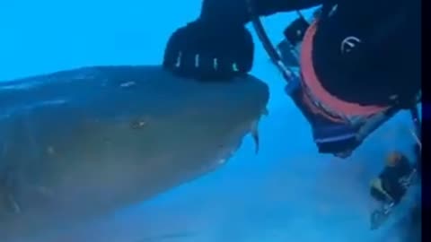 NURSE SHARK WANTS AFFECTION