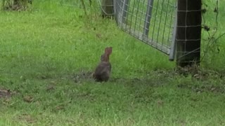 Bunnies running everywhere