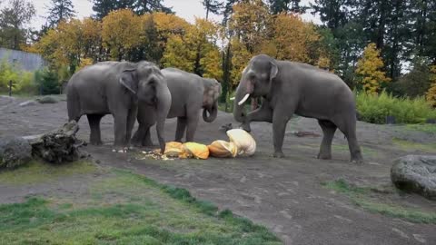 Giant Elephants Eat Giant Pumpkins at Squishing of the Squash 2019