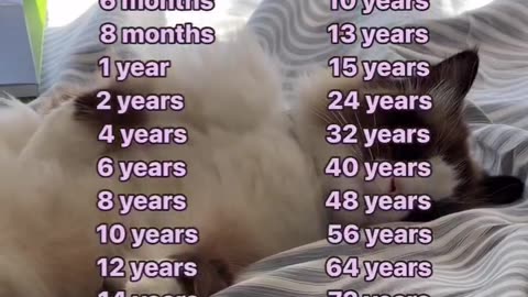 Age of your Cat in Human years.