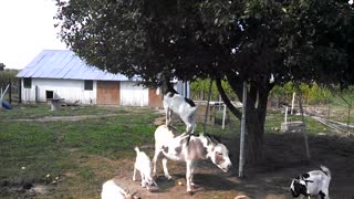 Goat Goes Fruit Hunting While Balancing On Donkey’s Back