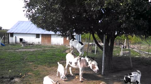 Goat Goes Fruit Hunting While Balancing On Donkey’s Back