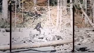 Stabilized footage of the BIGFOOT film from 1967