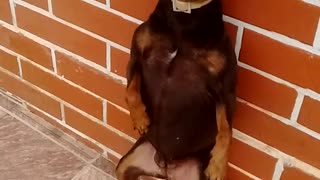 Doggy Scratches Major Itch on Wall