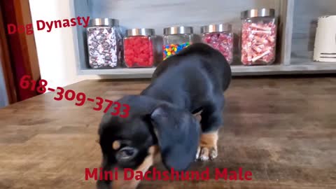 Male miniature Dachshund puppy