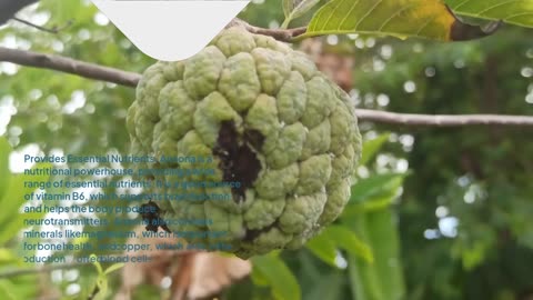 The Top 10 Health Benefits of Annona: A Nutritional Powerhouse