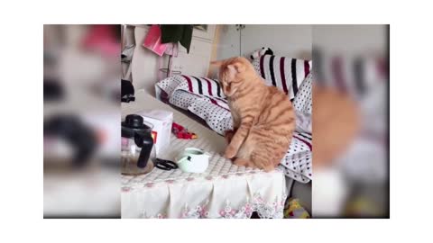 Funny cats videos