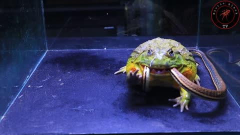 Epic battle . African bullfrog VS Snake (part 1).WARNING LIVE FEEDING