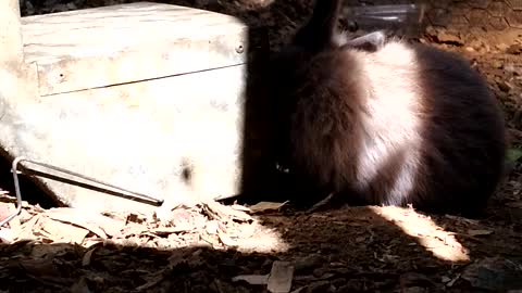 Baby rabbit eating