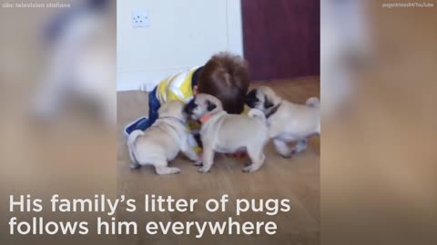 litter of Pugs are follows baby around home