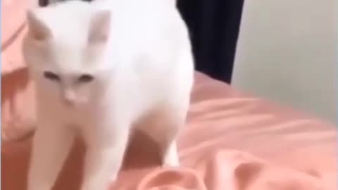 Dancing cat video