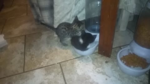 Kitten in playing in water bowl