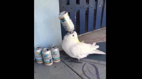 A parrot drinks and empties it completely. Very funny