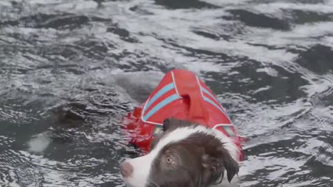 Dog swim training