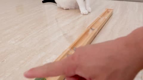 smart cat playing ,cats ,funny video