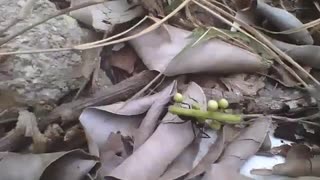 Cutting ant carrying a small branch of plant, this one is strong! [Nature & Animals]