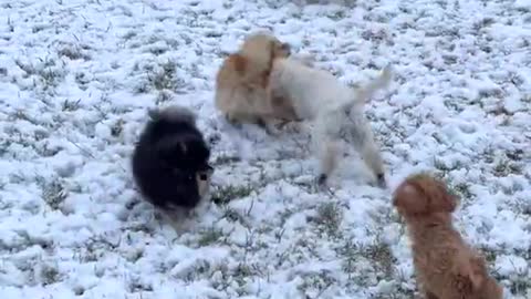 Baby Dog Fun in Winter