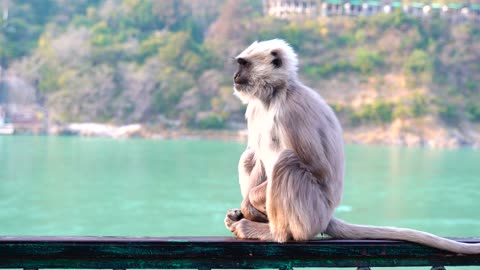 Monkey in the canal side