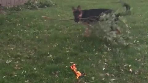 Dog carrying tree branch and going around in circles