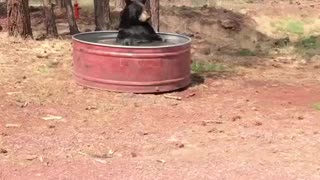 Bear Hot Tub