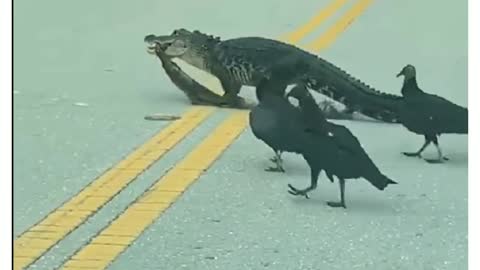 Funny video-Crocodile walking on the road and followed by eagles to catch food.