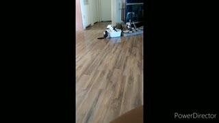 Bunny steals bed from cat