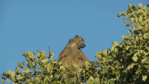 Baboon Sitting On Top Of Tree