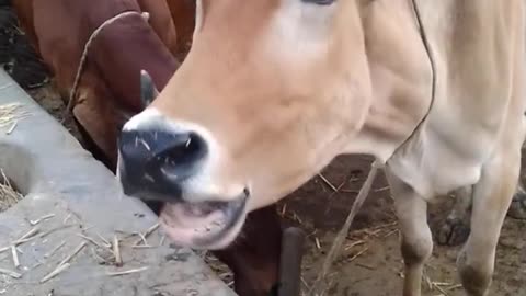 Crazy Sound of Cow #short #shortvideo #village #animala #ahortvideo #cow #sound