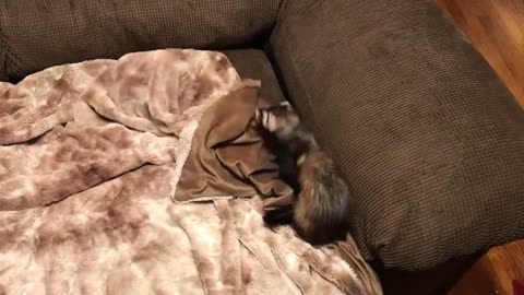 Two funny ferrets on a couch