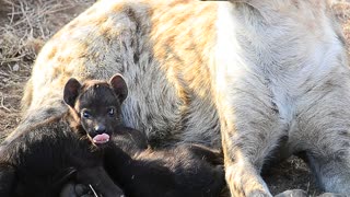 So cute! Tiny Hyena pups suckling on mommy.