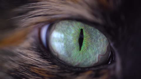 #cateye animal eyes
