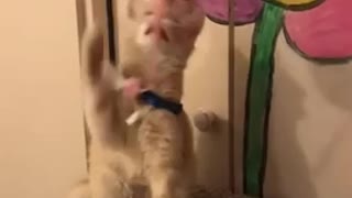 Kitten playing with toy