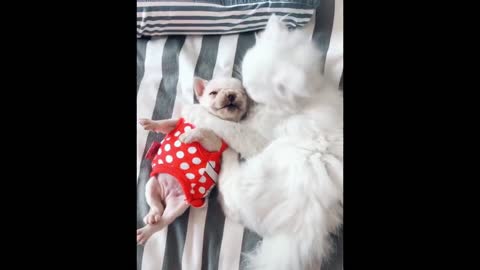 Cat taking care of a dog