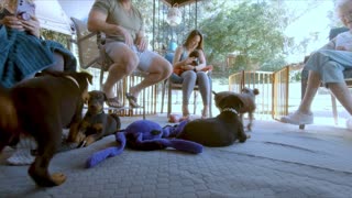 MAX the Euro Doberman (Maximus Caninus) at 7 weeks old