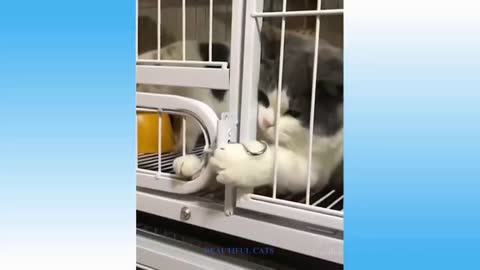 Top Funny Cat Videos 2022 Try Not To Laugh