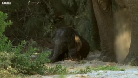 Baby Elephant's Struggle to Survive (Part 4) | Elephant Nomads of the Namib Desert | BBC Earth