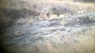 Long Range Coyote Shot Misses with Vapor Trail