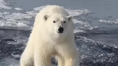 Polar Bear is on the slim Ice.