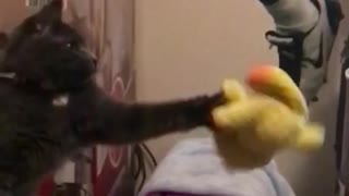 Cat catches toy with her paw.