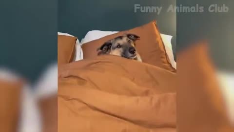 best funny animals videos [dogs ,cats ,2023