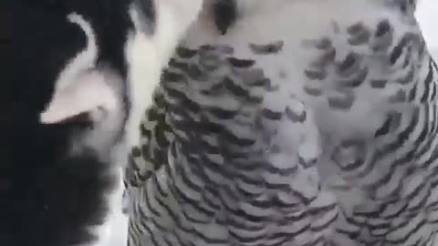 The Story of Owl Husky