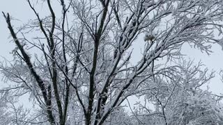 Snowy Woods