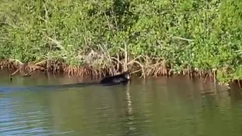 Black Bear Enjoying a Treetop Snack