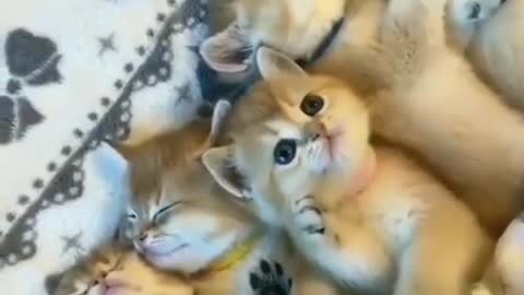 Cute Cat Sleeping Attitude | Kitten Love | Cat Lovers |
