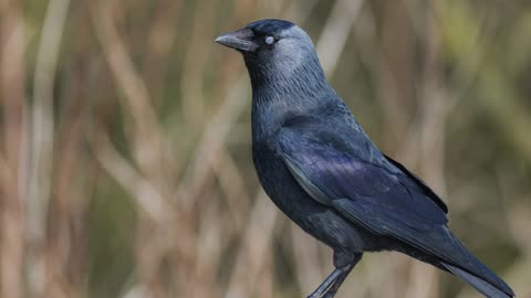 The Jackdaw: Close Up HD Footage (Corvus monedula)