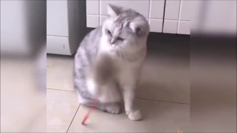 funny cats